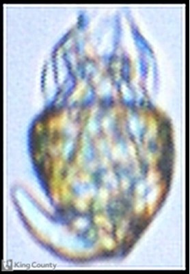 Photo of Tontonia